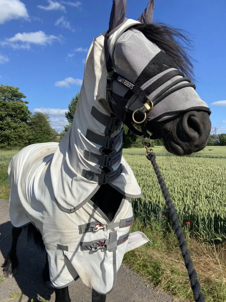 make homemade horse fly spray