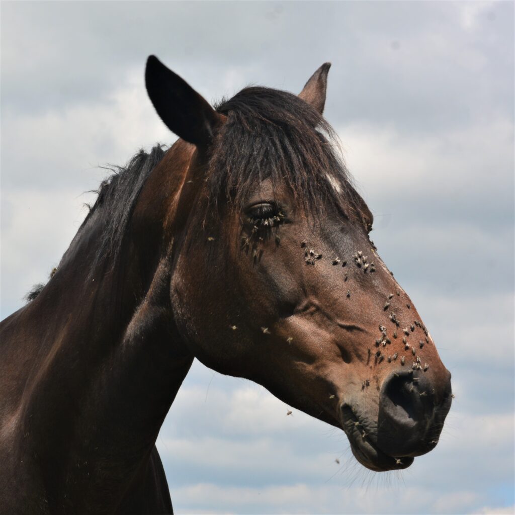 how to make homemade fly spray for horses